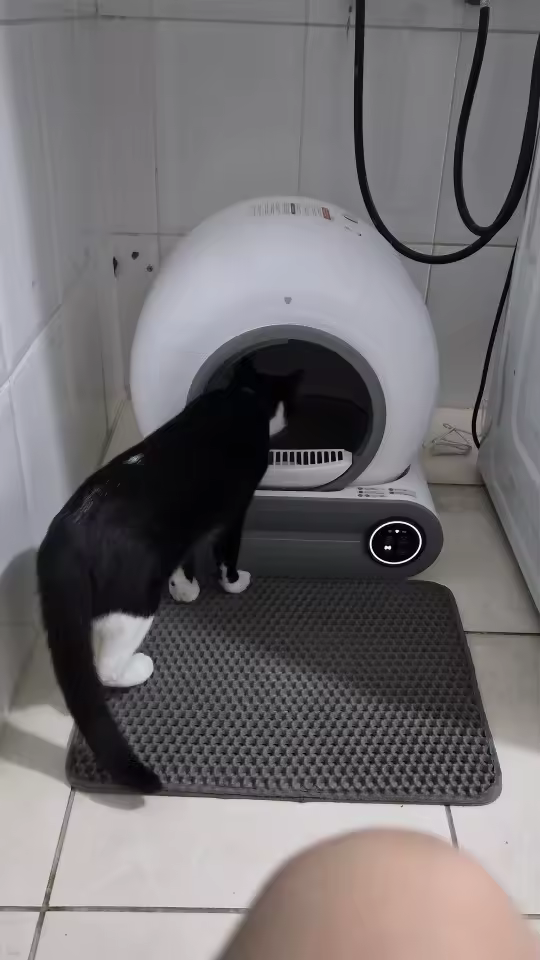 Single cat looking into Beam Litter Box