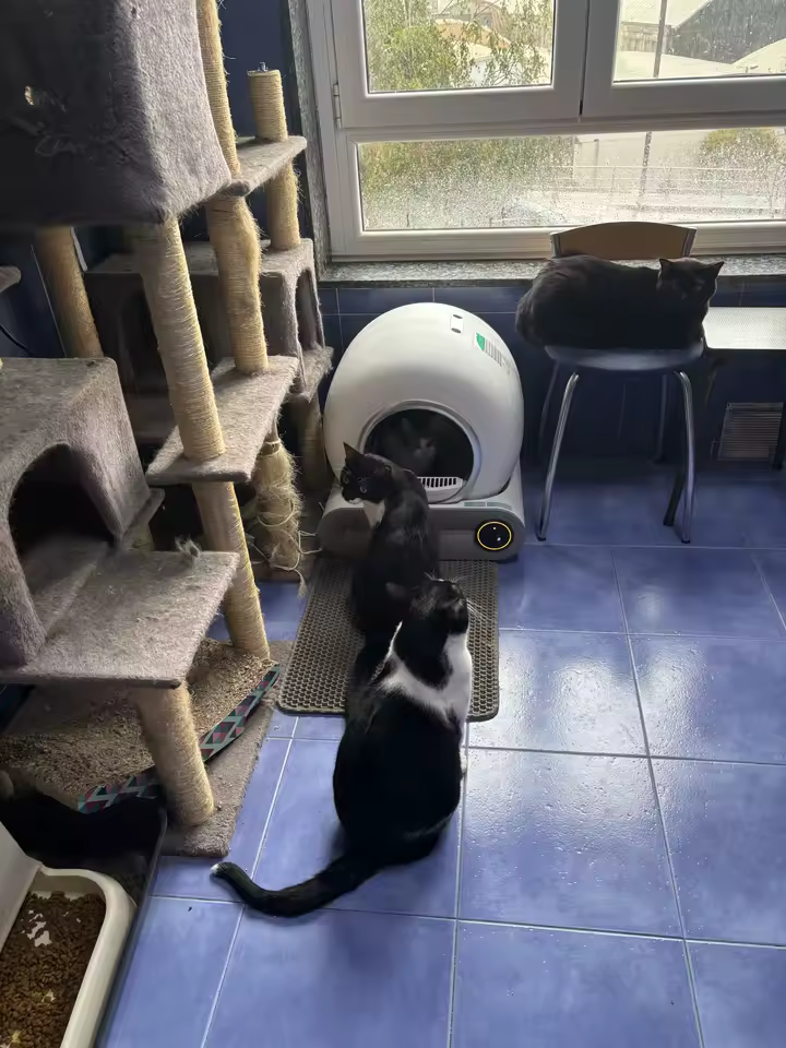 Multiple cats using the Beam Litter Box